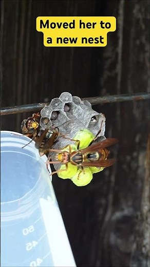 The Orphan Paper Wasp's New Life
