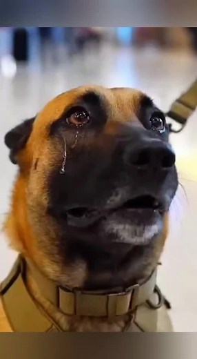 Welcoming the returning soldier..😘❤️ #pet #cat #dog #cute #animals #foryou #typ