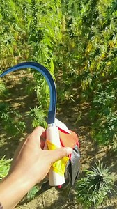 In this section, everything is related to the harvest of marijuana, drying and transporting the product in all its subtle and interesting detail.🌿😯👍👏❤️🇲🇦 #ktama arif Part 1 | Mohamed EL Jebary