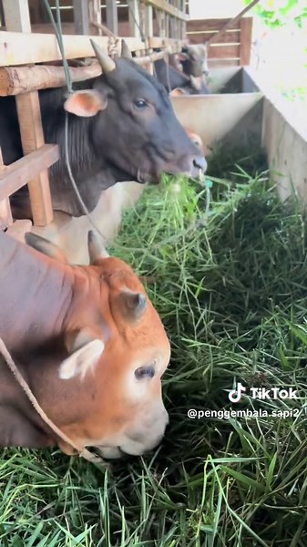 Peternakan Sapi di Indonesia: Tips dan Cerita Inspiratif