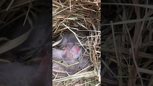 Newborn otters experience first river swim