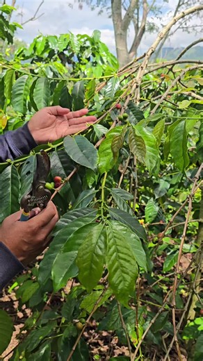 Cara Mengoptimalkan Cabang Produksi Kopi
