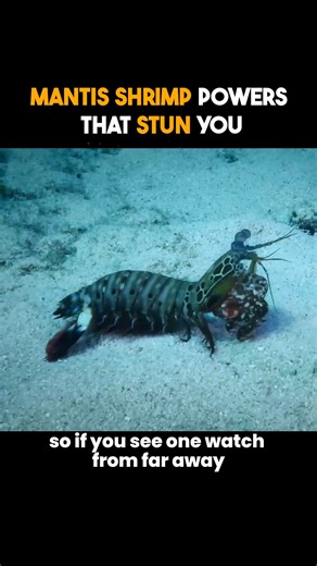 Mantis Shrimp Punch Is Out of This World 🌎💥 | Watermelon Sugar