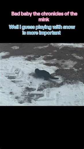 Bad baby the chronicles of the mink: guess playing with snow is more important 🤦‍♀️#mink #badbabymink
