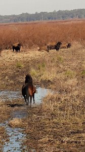 11K views · 81 reactions | Wild stallion takes off running through water to join the herd as Bison look on, unfazed That definitely isn't something you see every day! January, Paynes Prairie Preserve State Park, FL #horses #horselove #bison #buffalo #wild #wildlife #nature #florida | oneWildlifer | Facebook