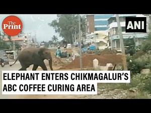 Elephant enters Chikmagalur’s ABC Coffee Curing area, sent back to forest