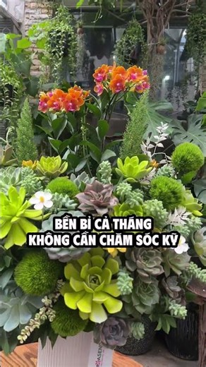Chậu Sen Đá Mix Lan Cam – Làn Gió Mát Lành Cho Sinh Nhật Mùa Hè!
