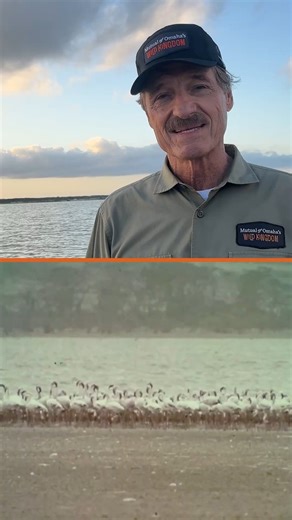 In 1973, Marlin Perkins journeyed to the lakes of Kenya to study one of the world’s most spectacular birds — the flamingo. 🦩 Surrounded by thousands of pink plumage shimmering across the water, Marlin documented their unique feeding behaviors and massive nesting colonies. His work helped inspire a greater understanding of flamingos and the fragile ecosystems they depend on. To watch Marlin’s adventure as well as Peter and Dr. Rae’s new adventures, go to https://bit.ly/3LMl5Pf. | Mutual of Omaha