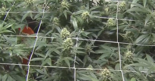 Marijuana may cause chromosomal defects, new study says