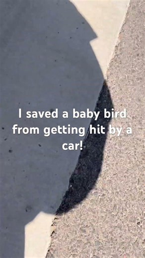 I saved a bird from being hit by a car! #birds #bird #babybird #nature #shorts #viral #fishing #bass