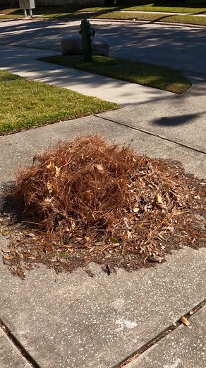 Raking Leaves: A Step-by-Step Guide for Homeowners