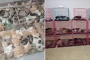Stolen cats found in cages 'ready to be served as food' in China