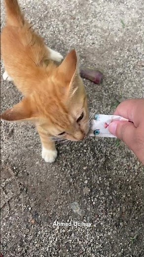 A Very Pitiful Kitten Starving on the Street #kitten #catshorts #cat #sad