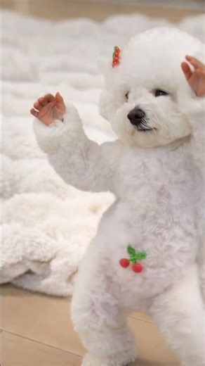 Funny Dog Dance Moves You Can’t Stop Watching! 🐶🔥