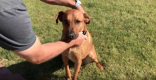 How to Get the Correct Dog Collar Size, and How To Adjust a Collar