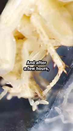 A Super Rare Albino Cockroach?!