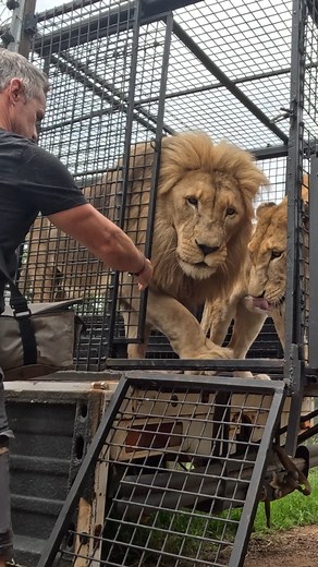 492K views · 10K reactions | Moving LIONS! Kevin Richardson takes lions to a new home. Watch the full video on Youtube - https://youtu.be/NBAksxvD7OM | Kevin Richardson | Facebook