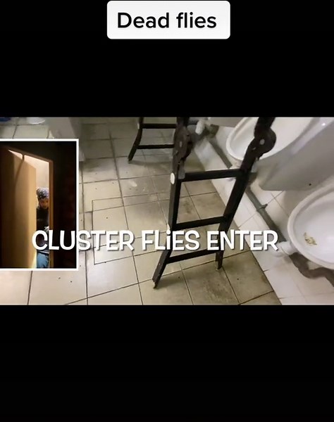 Understanding the Mystery of Dead Flies in Your Home