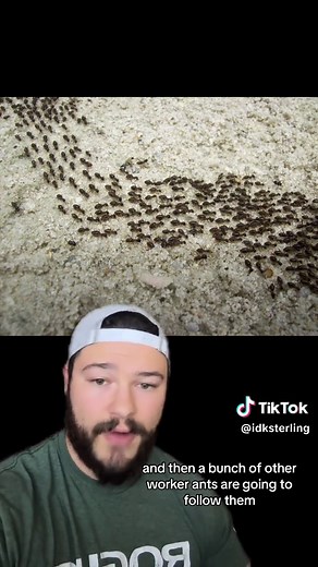 Ant Prank Videos: Tricking, Trolling, and Executing Ants with Food