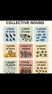 Collective Nouns ✊ | Learning Treasure