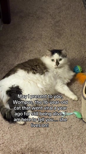 Meet Wompus: The 16-Year-Old Resilient Cat