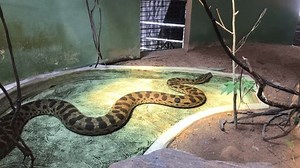 Eine große Python glitt lautlos durch: Stockvideos & Filmmaterial (100 % lizenzfrei) 3537204451 | Shutterstock