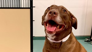 'Drop and shop': New doggy daycare opens in Macon Walmart