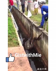 A gigantic python swallowed a grown-up man in Philippine. 😭😭😭😭😭😭 .... Viewers Discretion is adviced.... | Gist with MIE