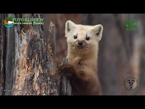 The legendary Siberian sable / Martes zibellina / Соболь. Green Video Wildlife