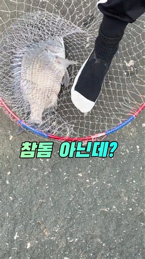 감성돔도 좋아? #fishing #감성돔 #겟바위낚시