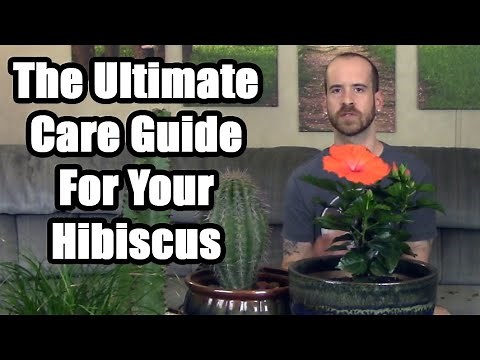 Ultimate Hibiscus Care Guide (feat. HibisQ Plant)