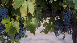 Did you know August is New Mexico Wine Month? Learn more about our state's wine history, discover our incredible local wineries, and order a few bottles of wine to enjoy at home! 🥂 #NewMexicoTrue https://bit.ly/3hfc4tO | New Mexico True