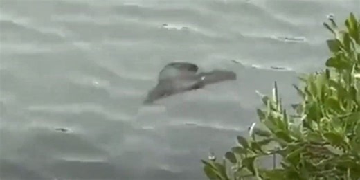 Mystery sea creature leaves everyone baffled