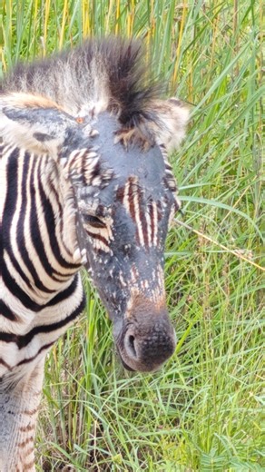 Baby Zebra Born Without Stripes On Its Face At first glance, it looks like this Zebra foal was born with no stripes on its face. But at a closer look, it seems to have no hair at all on its face. Perhaps a case of mange or some other illness? Tinged by Excellent Nicolas Hlatshwayo on the S11 | Latest Sightings - Kruger