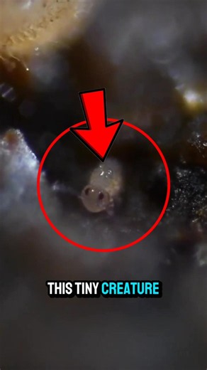 This Tiny Bug Jumps Like It Has Superpowers 😳 #animals #shorts