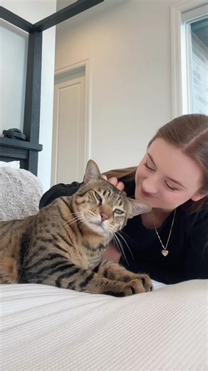 Adorable Baby Tiger Cat Compilation