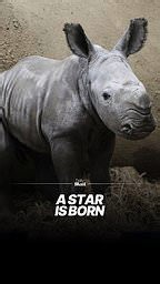 Meet the baby white rhino born in the Cotswolds
