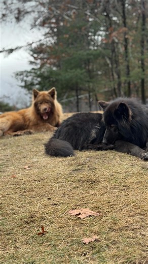 Moose and Bear have joined our pack after an owner surrender, and it’s like we loved them before we even met them just a week in, they are truly so easy to love after recently loosing two of our grey wolves due to old age, we like to think the spirits of Lomasi and Anoki helped guide them into their new home with us Let’s welcome Bear and Moose to the pack! When one door closes, ours is always open Stay tuned for a behind-the-scenes look at their transition into our sanctuary 🐾 #wolfrescue #ani