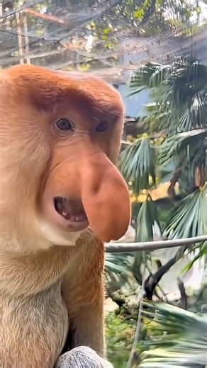Most Terrifying Monkey Sounds #animals #facts