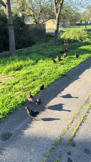 these chicks are scary #foryoupage #chicken