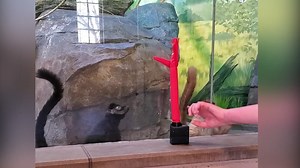 192K views · 5.1K reactions | McKinnon and Murphy were fascinated by a visit from the wacky wavy inflatable guy! : Dr. Kim | Akron Zoo | Facebook