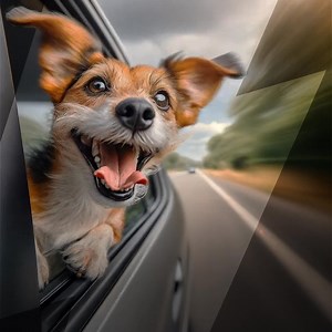 1.1K reactions · 43 shares | Con la energía de MAC, cada viaje con tu mejor amigo es más entretenido y seguro. ¡Conquisten juntos el camino! Conoce más sobre nuestra batería MAC Gold | Baterías MAC | Facebook