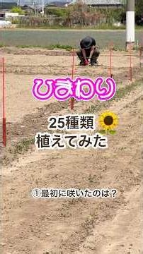 第1話｜25種類のひまわりを植えてみた。#兼業農家 #ひまわり#ひまわり畑 #花農家#ガーデニング
