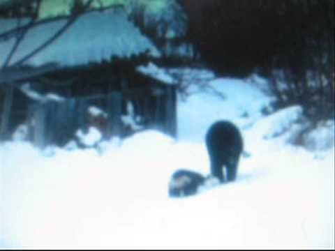 Wolverine scares/fights off Large Male Bear.