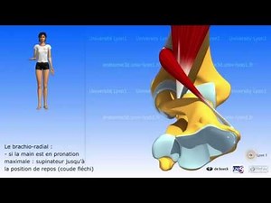 La prono supination et muscles de la pronosupination
