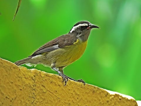 Birding: awesome birds in the Dominican Republic