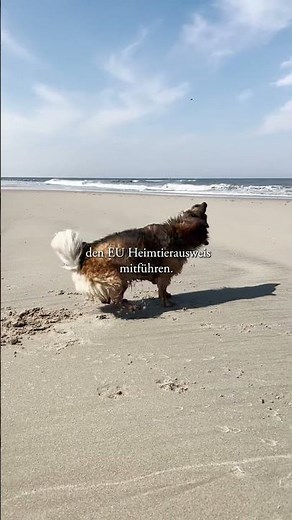 What you NEED to know before going on vacation with your dog! 🫣🐕🏝️ #dogtips