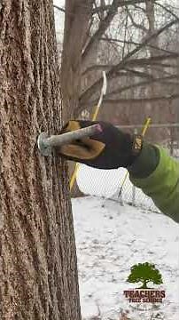 How do I know if my tree needs cabling or bracing?-Threaded Rod Installation