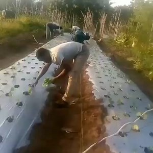 This is transplanting into mulching film Mulching film or plastic...
