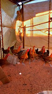 The Fayoumi chicken is an ancient Egyptian breed known for its resilience, disease resistance, and adaptability to tough conditions. It’s a prolific egg layer and admired for its stunning silver feathers with black tips, making it ideal for small farms and poultry enthusiasts. #FayoumiChicken #PoultryFarming #BackyardChickens #jonhdeere #tractor #pottinger #tillage #reelsvideofollowers #reelsvideoシreels | تربية الدجاج بالمغرب